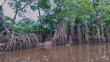 Igarape do Urubu Nehri, Delta das Canarias, Ilha das Canarias, Brezilya 'da tekne gezisi. Amazon yağmur ormanları. Güney Amerika