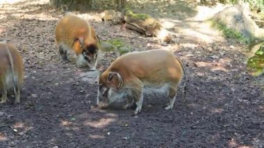 Kızıl nehir domuzu, Potamochoerus porcus, ayrıca çalı domuzu olarak da bilinir. Bu domuzun yer altında yiyecek bulmak için keskin bir koku alma duyusu var..