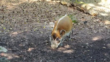 Kızıl nehir domuzu, Potamochoerus porcus, ayrıca çalı domuzu olarak da bilinir. Bu domuzun yer altında yiyecek bulmak için keskin bir koku alma duyusu var..