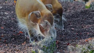 Kızıl nehir domuzu, Potamochoerus porcus, ayrıca çalı domuzu olarak da bilinir. Bu domuzun yer altında yiyecek bulmak için keskin bir koku alma duyusu var..