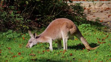Kırmızı kanguru, Macropus Rufus tüm kanguruların en büyüğü, Avustralya 'ya özgü en büyük karasal memeli ve mevcut en büyük keseli hayvandır..