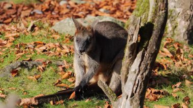 Wallaby bataklığı, Wallabia bicolor, küçük kangurulardan biridir. Bu valabi aynı zamanda siyah valabi olarak da bilinir.