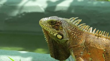 Yeşil iguana, Orta ve Güney Amerika 'da yaşayan büyük bir kertenkele türüdür. Bu büyük iguananın turuncu rengine rağmen, o bir yeşil iguana. Jericoacoara, Brezilya 'da görüldü