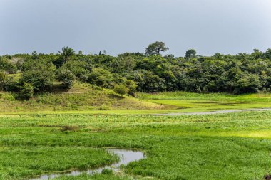 Amazon yağmur ormanlarındaki Parana do Mamori 'ye tekne gezisi Manaus' un 100 km güneyinde, Amazon eyaleti Brezilya 'da.