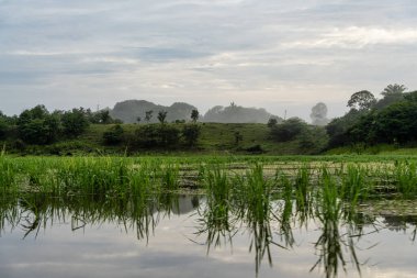 Amazon yağmur ormanlarındaki Parana do Mamori 'ye tekne gezisi Manaus' un 100 km güneyinde, Amazon eyaleti Brezilya 'da.