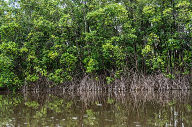 Barreirinhas, Lencois Maranhenses 'ten Brezilya' daki Preguica Nehri 'ne tekne gezisi. Preguicas Nehri, Maranhao eyaletinin Lencois Maranhenses bölgesinde yer alan bir su yolu..