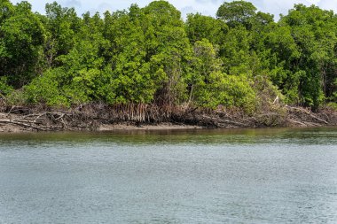 Tutoia, Delta das Canarias, Brezilya 'dan Preguica Nehri' ne tekne gezisi. Amazon yağmur ormanları. Güney Amerika