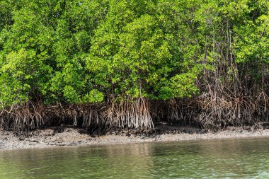 Tutoia, Delta das Canarias, Brezilya 'dan Preguica Nehri' ne tekne gezisi. Amazon yağmur ormanları. Güney Amerika