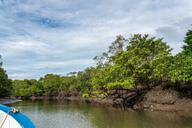 Tutoia, Delta das Canarias, Brezilya 'dan Preguica Nehri' ne tekne gezisi. Amazon yağmur ormanları. Güney Amerika