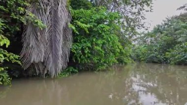 Brezilya 'nın kuzeyinde yer alan Belem do Para' daki Guama Nehri 'nde tekne turu. Amazon ormanlarının oradaki doğal yeşil alan..