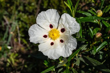 Cistus ladanifer, Rockrose çiçekleri veya Portekiz, Vilarinha 'daki Vale Fuzeiros Arkeoloji Pisti' nde Labdanum. Kistaceae familyasının yabani çiçekleri..