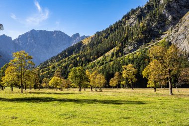 Ahornboden 'daki akçaağaç ağaçlarının sonbahar manzarası, Karwendel dağları, Tyrol, Avusturya