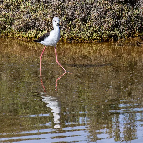 Siyah kanatlı stilt, Himantopus himantopus Ria Formosa Doğal Rezervi, Portekiz Algarve.