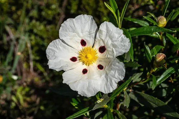Cistus ladanifer, Rockrose çiçekleri veya Portekiz, Vilarinha 'daki Vale Fuzeiros Arkeoloji Pisti' nde Labdanum. Kistaceae familyasının yabani çiçekleri..