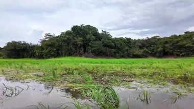 Amazon yağmur ormanlarındaki Parana do Mamori 'ye tekne gezisi Manaus' un 100 km güneyinde, Amazon eyaleti Brezilya 'da.