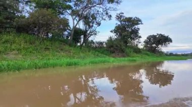 Amazon yağmur ormanlarındaki Parana do Mamori 'ye tekne gezisi Manaus' un 100 km güneyinde, Amazon eyaleti Brezilya 'da.