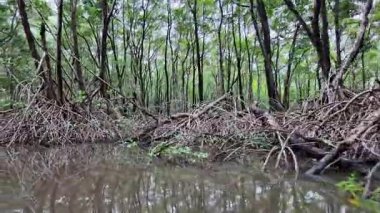 Barreirinhas, Brezilya 'dan Preguica Nehri' ne tekne gezisi. Preguicas Nehri, Maranhao 'da, Lencois Maranhenses kompleksinde bulunan bir su yolu..