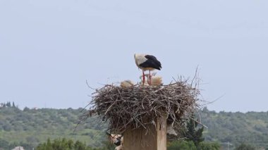 Büyüleyici Beyaz Leylekler, Portekiz 'in Algarve bölgesindeki Odiaxere' de Ciconia ciconia..