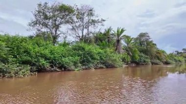 Igarape do Urubu Nehri, Delta das Canarias, Ilha das Canarias, Brezilya 'da tekne gezisi. Amazon yağmur ormanları. Güney Amerika