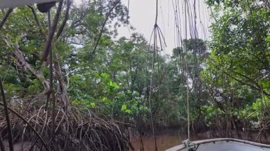 Igarape do Urubu Nehri, Delta das Canarias, Ilha das Canarias, Brezilya 'da tekne gezisi. Amazon yağmur ormanları. Güney Amerika