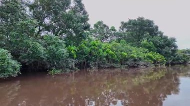 Igarape do Urubu Nehri, Delta das Canarias, Ilha das Canarias, Brezilya 'da tekne gezisi. Amazon yağmur ormanları. Güney Amerika
