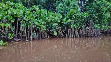 Igarape do Urubu Nehri, Delta das Canarias, Ilha das Canarias, Brezilya 'da tekne gezisi. Amazon yağmur ormanları. Güney Amerika