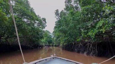 Igarape do Urubu Nehri, Delta das Canarias, Ilha das Canarias, Brezilya 'da tekne gezisi. Amazon yağmur ormanları. Güney Amerika