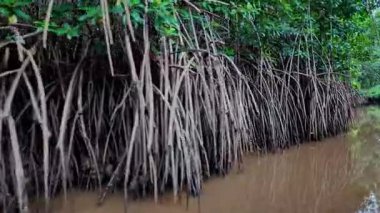 Igarape do Urubu Nehri, Delta das Canarias, Ilha das Canarias, Brezilya 'da tekne gezisi. Amazon yağmur ormanları. Güney Amerika