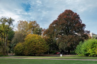 Münih, Almanya - 14 Ekim 2024: Münih 'te altın sonbahar manzarası - Englischer Garten. Düşmüş yaprakları ve altın güneş ışığı olan İngiliz bahçesi. Munchen, Bavyera, Almanya
