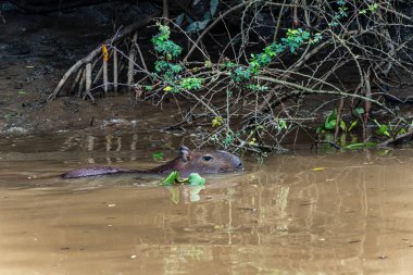 Capybara, Hydrochoerus hydrochaeris at the Igarape do Urubu River, Delta das Canarias, Ilha das Canarias, Brazil. Amazon yağmur ormanları. Güney Amerika