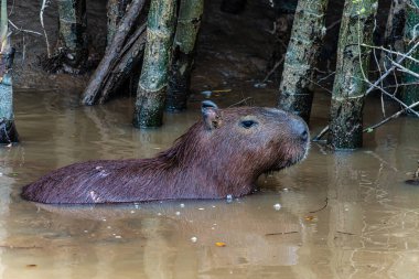 Capybara, Hydrochoerus hydrochaeris at the Igarape do Urubu River, Delta das Canarias, Ilha das Canarias, Brazil. Amazon yağmur ormanları. Güney Amerika