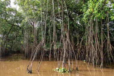 Igarape do Urubu Nehri, Delta das Canarias, Ilha das Canarias, Brezilya 'da tekne gezisi. Amazon yağmur ormanları. Güney Amerika