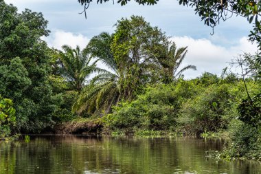Igarape do Urubu Nehri, Delta das Canarias, Ilha das Canarias, Brezilya 'da tekne gezisi. Amazon yağmur ormanları. Güney Amerika