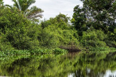 Igarape do Urubu Nehri, Delta das Canarias, Ilha das Canarias, Brezilya 'da tekne gezisi. Amazon yağmur ormanları. Güney Amerika