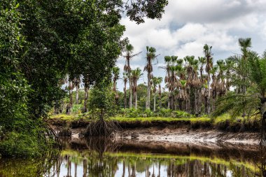 Igarape do Urubu Nehri, Delta das Canarias, Ilha das Canarias, Brezilya 'da tekne gezisi. Amazon yağmur ormanları. Güney Amerika