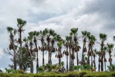 Igarape do Urubu Nehri, Delta das Canarias, Ilha das Canarias, Brezilya 'da tekne gezisi. Amazon yağmur ormanları. Güney Amerika