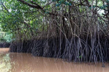 Igarape do Urubu Nehri, Delta das Canarias, Ilha das Canarias, Brezilya 'da tekne gezisi. Amazon yağmur ormanları. Güney Amerika