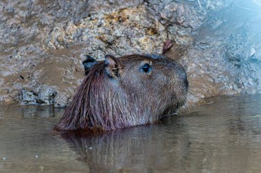Capybara, Hydrochoerus hydrochaeris at the Igarape do Urubu River, Delta das Canarias, Ilha das Canarias, Brazil. Amazon yağmur ormanları. Güney Amerika