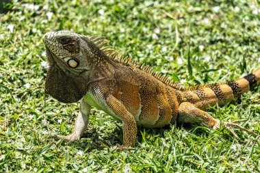 Yeşil iguana, Orta ve Güney Amerika 'da yaşayan büyük bir kertenkele türüdür. Bu büyük iguananın turuncu rengine rağmen, o bir yeşil iguana. Jericoacoara, Brezilya 'da görüldü