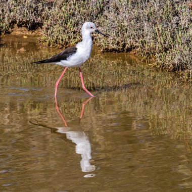 Siyah kanatlı stilt, Himantopus himantopus Ria Formosa Doğal Rezervi, Portekiz Algarve.