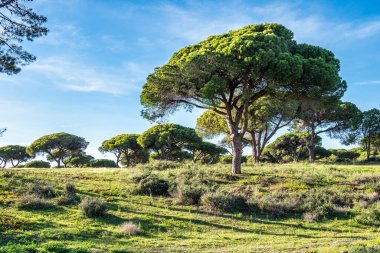 Portekiz 'de Faro yakınlarındaki Parque Natural da Ria Formosa' nın manzara görüntüsü