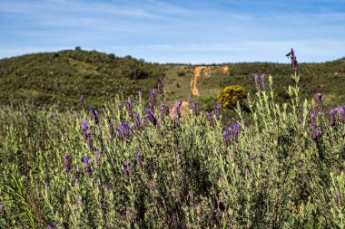 Lavandula stoechas, İspanyol lavantası ya da üst ya da Fransız lavantası Vale Fuzeiros, Vilarinha, Algarve, Portekiz 'deki arkeolojik devrede..