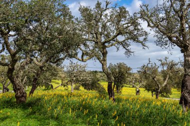 Portekiz, Alentejo Bölgesi. Mantar meşe ağacı, Quercus suber, sarı lupinlerle çevrili, Santiago do Cacem 'de Lupinus luteus.