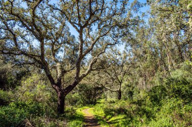 Troviscais 'den Mira Nehri' ne, Atlantik Okyanusu 'na akan Troviscais, Vicentine Coast Natural Park, Portekiz, Rota Vicentina Sahili. Balıkçı Patikası
