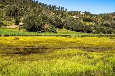 Troviscais 'den Mira Nehri' ne giden sarı çiçekler Atlantik Okyanusu 'na, Troviscais' e, Vicentine Coast Natural Park 'a, Portekiz' e, Rota Vicentina Sahili 'ne akıyor. Balıkçı Patikası