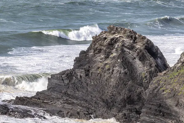 Yuvalarındaki beyaz leylekler, Portekiz 'in Algarve eyaletinin Ohexe sahilindeki bir uçurumda..