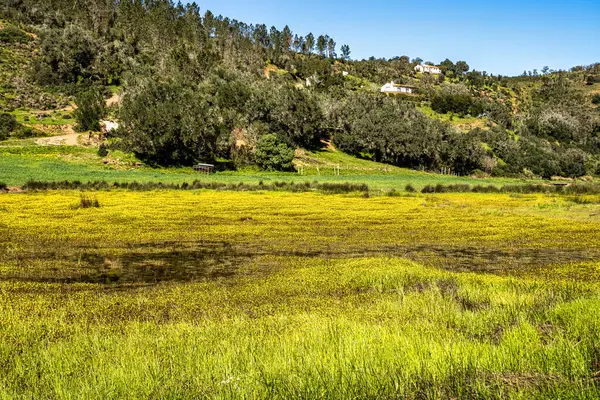 Troviscais 'den Mira Nehri' ne giden sarı çiçekler Atlantik Okyanusu 'na, Troviscais' e, Vicentine Coast Natural Park 'a, Portekiz' e, Rota Vicentina Sahili 'ne akıyor. Balıkçı Patikası