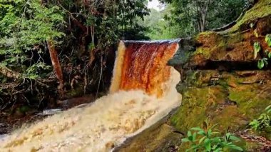 Brezilya, Manaus yakınlarındaki Amazon bölgesinde, Başkan Figueiredo 'daki Macaws Şelalesi