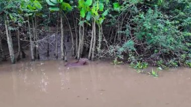 Capybara, Hydrochoerus hydrochaeris at the Igarape do Urubu River, Delta das Canarias, Ilha das Canarias, Brazil. Amazon yağmur ormanları. Güney Amerika
