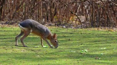 Patagonya Mara 'sı, Dolikotis patagonum. Gine domuzlarının bu büyük akrabaları Arjantin 'in Patagonya bozkırlarında yaygındır ama Paraguay gibi Güney Amerika' nın diğer bölgelerinde de yaşarlar..